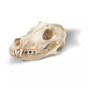 Cráneo de un perro (Canis domesticus) T30021
