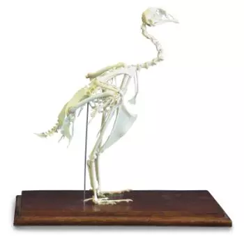 Esqueleto de faisán (Phasianus colchicus) T30044