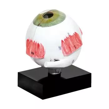 Modelo de ojo para biometría de ultrasonido 3B Scientific