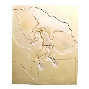 Fósil de Archaeopteryx lithographica 3B Scientific U75005