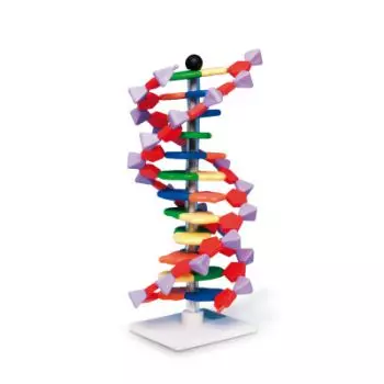 Modelo de ADN de doble hélice miniDNA™ mejorado (12 segmentos) W19763 3B Scientific