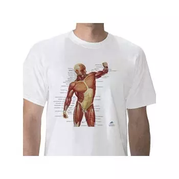 Camiseta anatómica, Musculatura, XL W41013