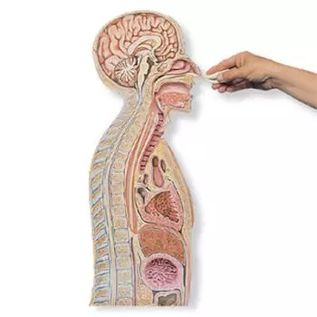 Modelo de intubación nasogástrica W43020