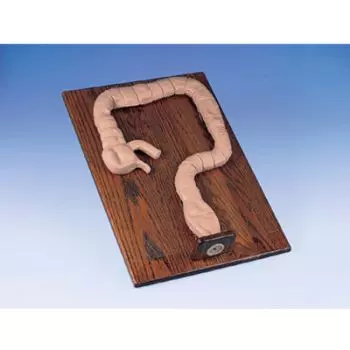 Simulador de sigmoidoscopia W44013