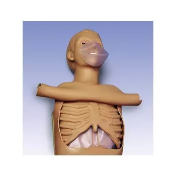 Torso CPR W45117