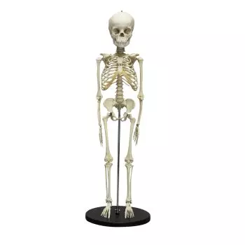 Esqueleto anatómico de niño de 5 años Erler Zimmer 2800