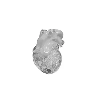 Modelo didáctico de corazón G510 Erler Zimmer, versión flexible