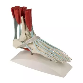 Esqueleto de pie con ligamentos Erler Zimmer 6052