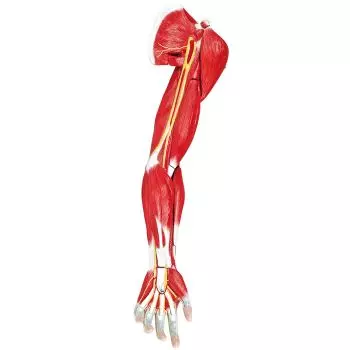 Músculos del brazo Erler Zimmer