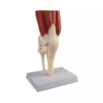 Articulación de la rodilla humana con músculos, tamaño natural Erler Zimmer
