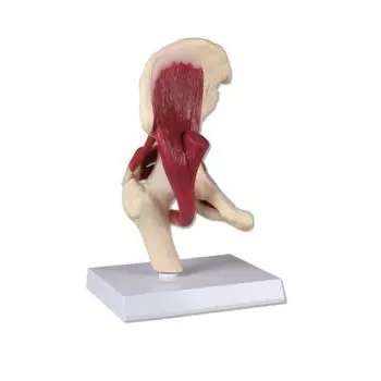 Articulación de la cadera humana, a tamaño natural con musculos Erler Zimmer