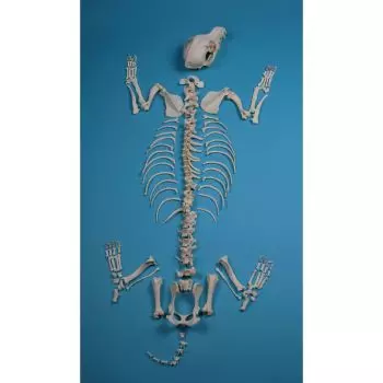 Esqueleto de Perro Erler Zimmer VET3020