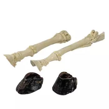 Esqueleto de Pie de Caballo T30023