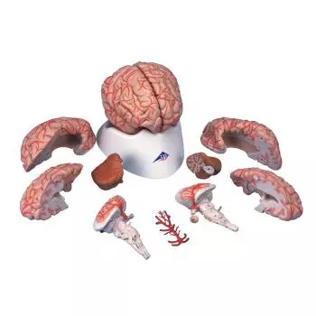  Cerebro de Lujo con Arterias, desmontable en 9 piezas 3B scientific C20