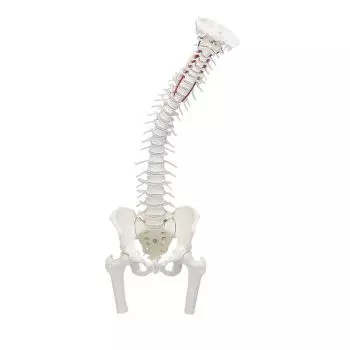 Columna vertebral con pelvis desmontable y secciones femorales Erler Zimmer