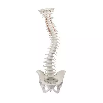 Modelo de columna vertebral con pelvis sin soporte 4006 Erler Zimmer