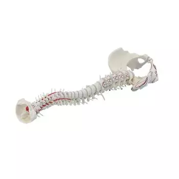 Columna vertebral con pelvis desmontable y músculos marcados Erler Zimmer