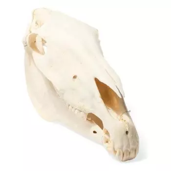 Cráneo de un caballo (Equus caballus) T30017