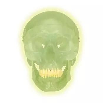 Cráneo de neón 3B Scientific A20/N
