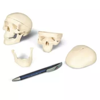 Cráneo miniatura de 3 piezas A18/15