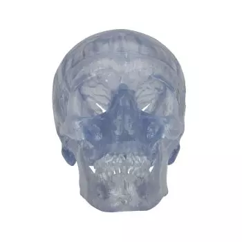 Cráneo Clásico transparente, 3 partes 3B scientific - A20/T