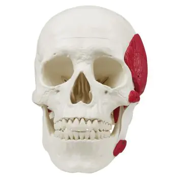 Cráneo con musculos masticadores en 2 partes Erler Zimmer