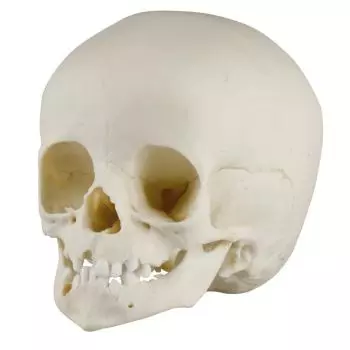 Modelo de Cráneo de niño de 14 meses Erler Zimmer 4777