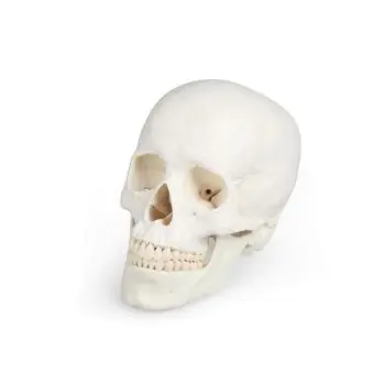Modelo de cráneo, 3 partes Erler Zimmer 4500
