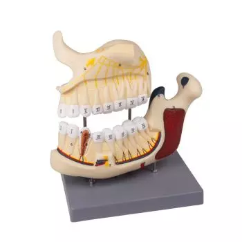 Modelo de maxilar y mandíbula humana D325 Erler Zimmer
