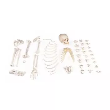 Medio esqueleto desmontado, lado derecho, 3024 Erler Zimmer