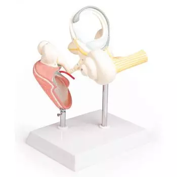 Laberinto con huesitos y tambor Erler Zimmer