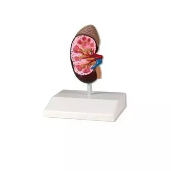 Modelo de riñón, tamaño natural Erler Zimmer