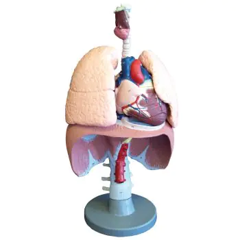 Modelo completo del sistema cardiorrespiratorio G410 Erler Zimmer