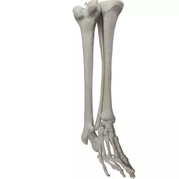 Modelo de esqueleto de pierna recta Mediprem