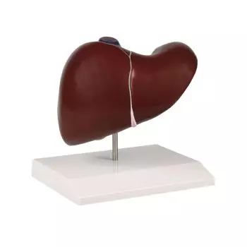 Modelo de hígado con vesícula biliar K325 de Erler Zimmer