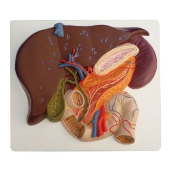 Modelo de hígado con vesícula biliar, páncreas y duodeno K440 Erler Zimmer