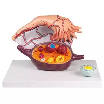 Estructura ovárica Erler Zimmer