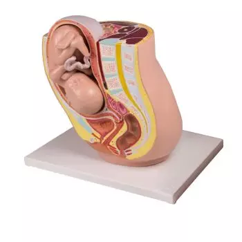 Modelo de pelvis con un feto de 32 semanas L220 Erler Zimmer