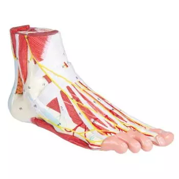 Modelo anatómico del pie, 9 partes M139 Erler Zimmer