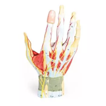 Modelo anatómico de la mano, 7 partes M161 Erler Zimmer