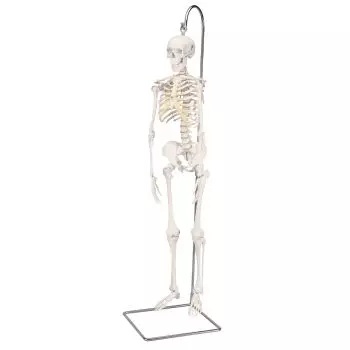 Esqueleto Miniatura Shorty (80cm) c/soporte 3B scientific A18/1