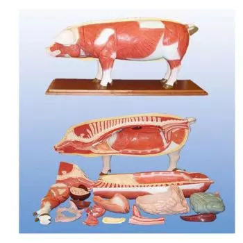 Modelo anatómico de cerdo