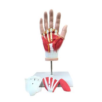 Modelo anatómico de la mano en 4 partes