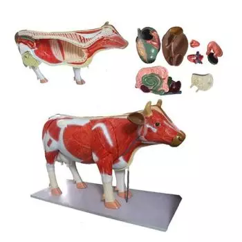 Modelo anatómico de vaca