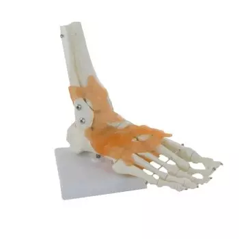 Modelo de las articulaciones del pie Mediprem