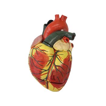 Venta del modelos anatómico del Corazón y el aparato circulatorio