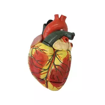 Modelo aumentado del corazón en 3 partes