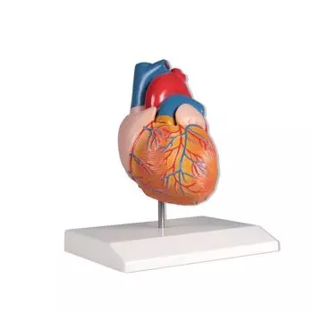 Modelo de corazón en dos partes Mediprem