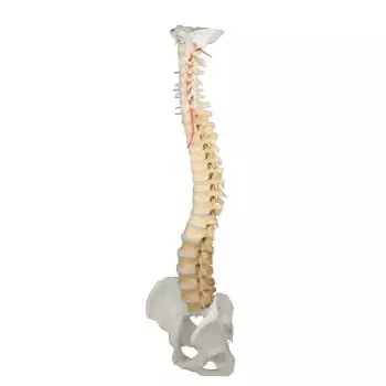 Columna vertebral didáctica con pelvis desmontable Erler Zimmer