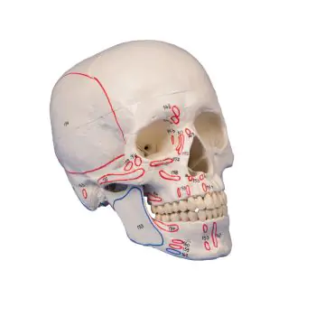 Modelo de cráneo en 3 partes, con músculos marcados Erler Zimmer